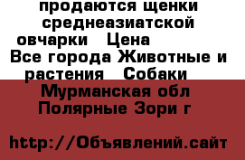 продаются щенки среднеазиатской овчарки › Цена ­ 30 000 - Все города Животные и растения » Собаки   . Мурманская обл.,Полярные Зори г.